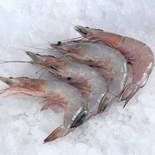 Fresh Water Prawns (M)